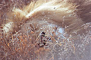 Picture 'KT1_30_30 Lion, Tanzania, Ngorongoro'